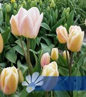 Apricot Harmony®
