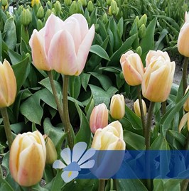 Apricot Harmony®