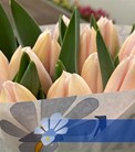 Apricot Harmony®