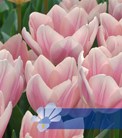 Apricot Delight®