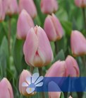 Apricot Delight®