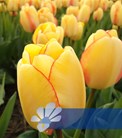 Beauty of Spring®
