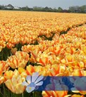 Beauty of Spring®