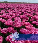 Amazing Grace®