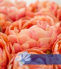 Copper Image®