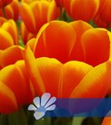 Dafeng®