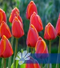 Dafeng®