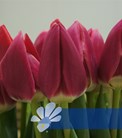 Rosy Delight®