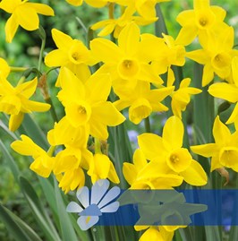 Sunlight Sensation®