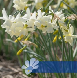 Starlight Sensation®