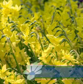 Sunlight Sensation®