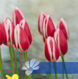 Candy Apple Delight®